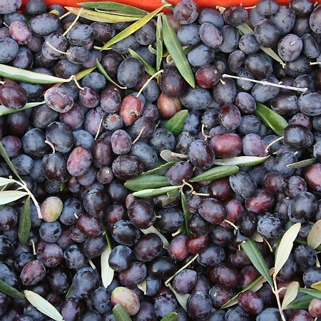 Agriturismo Amicizia 카사노 델레 무르제 외부 사진