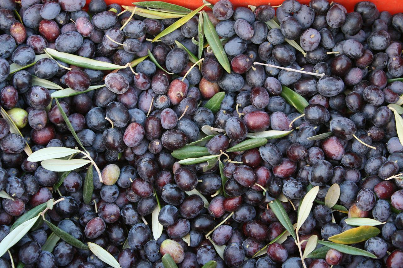 Agriturismo Amicizia 카사노 델레 무르제 외부 사진