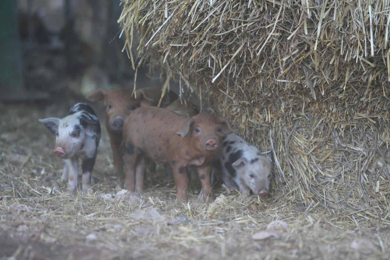 Agriturismo Amicizia 카사노 델레 무르제 외부 사진